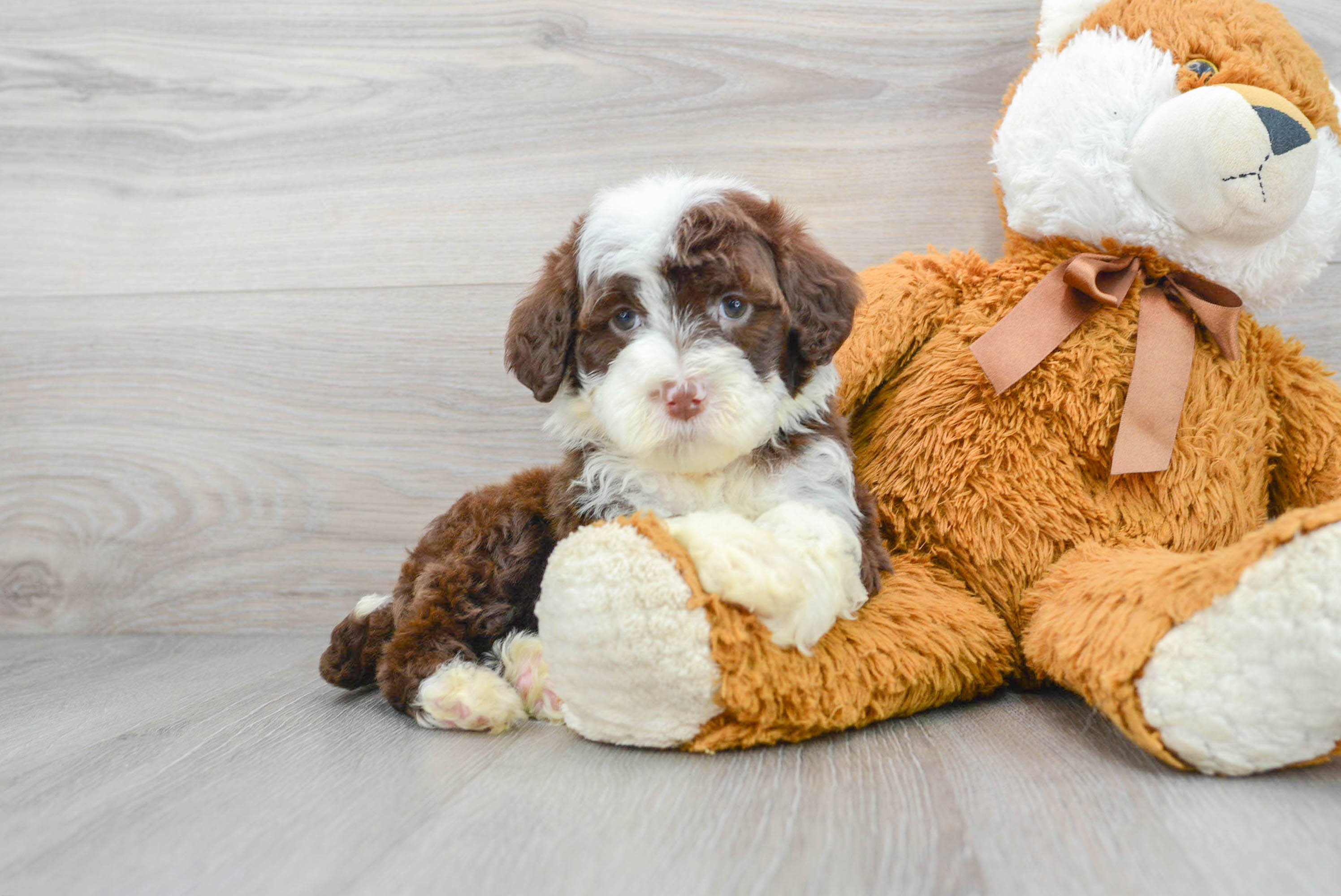 Toy portuguese water outlet dog