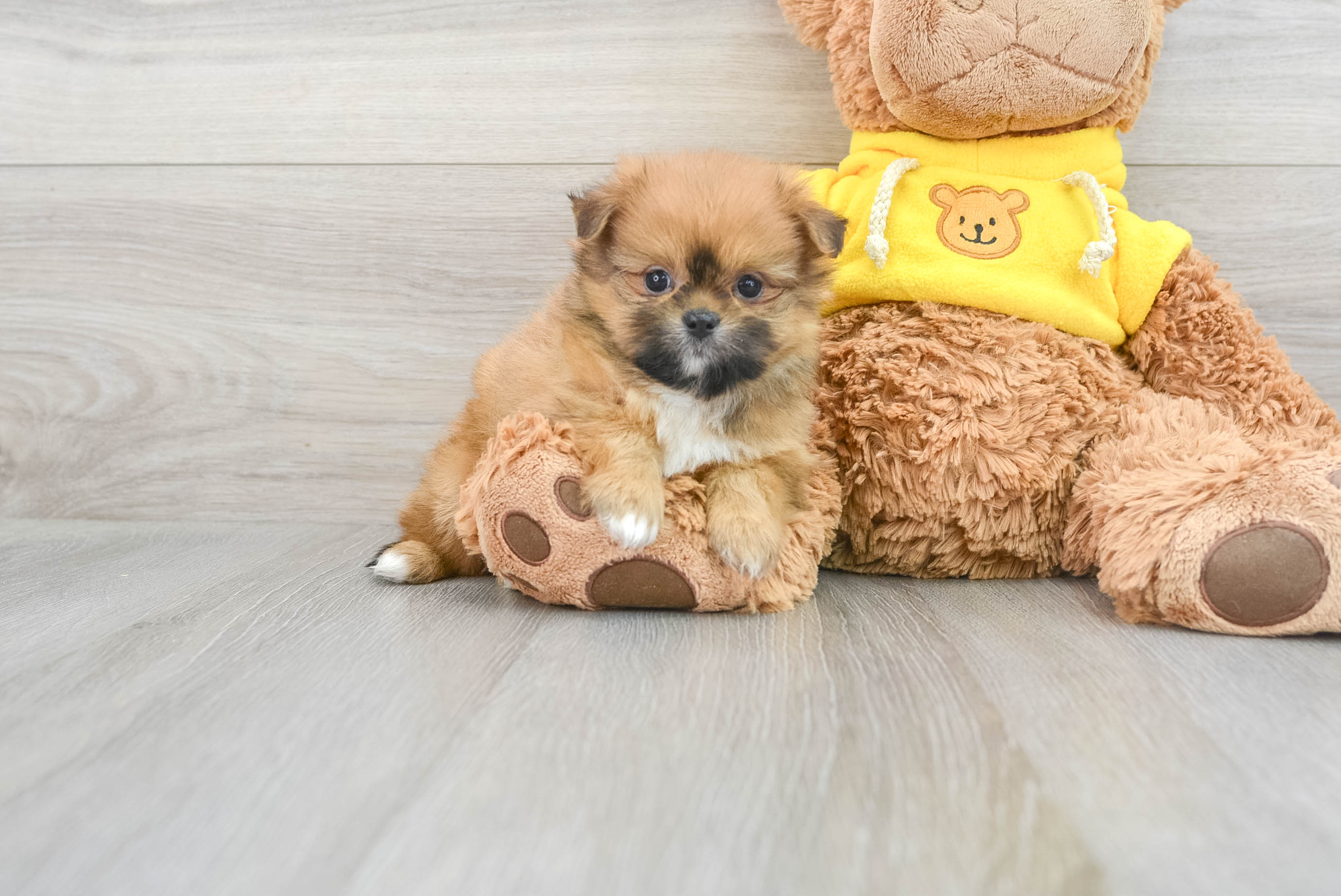 Cute Shih Pom Kirby: 2lb 4oz Designer Puppy