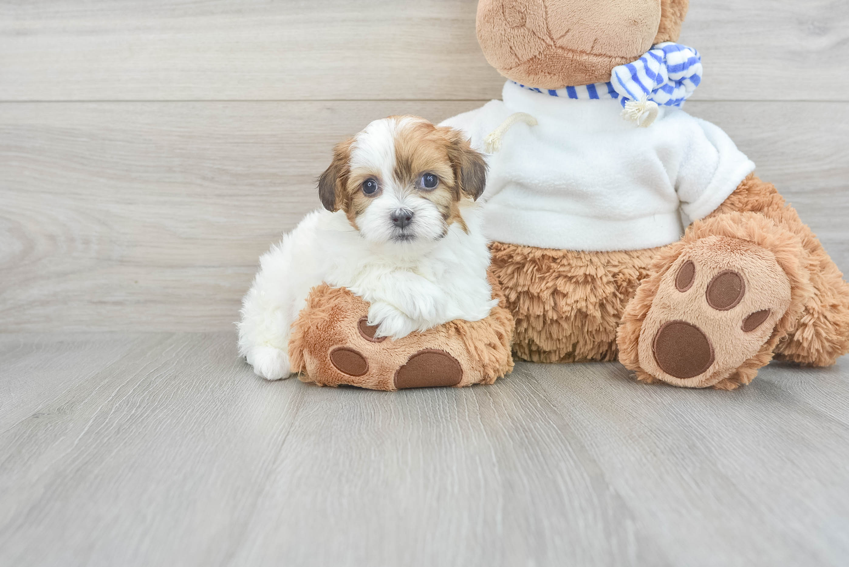 Myra teddy bear puppies on sale