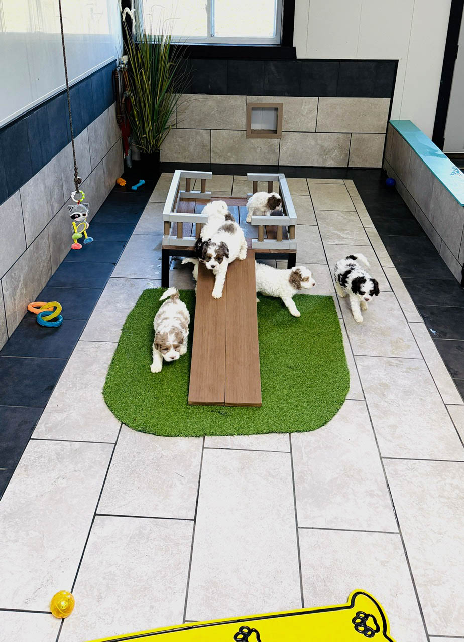 Breeder working with puppies following Florida Fur Babies participation standards
