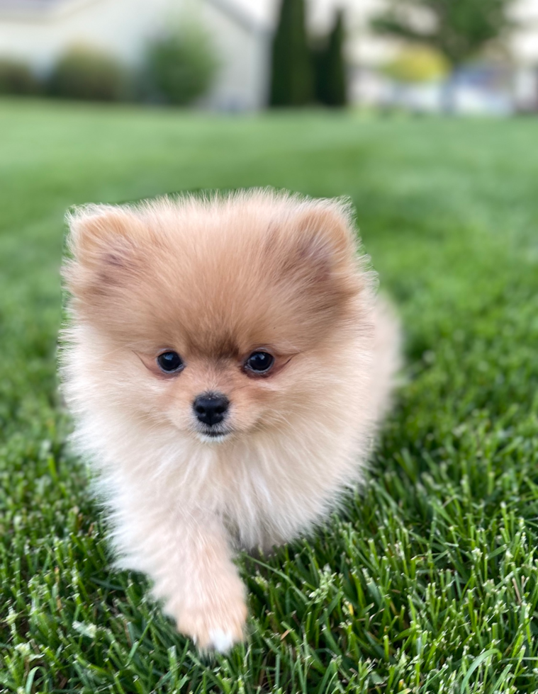 Happy, healthy Florida Fur Babies puppy