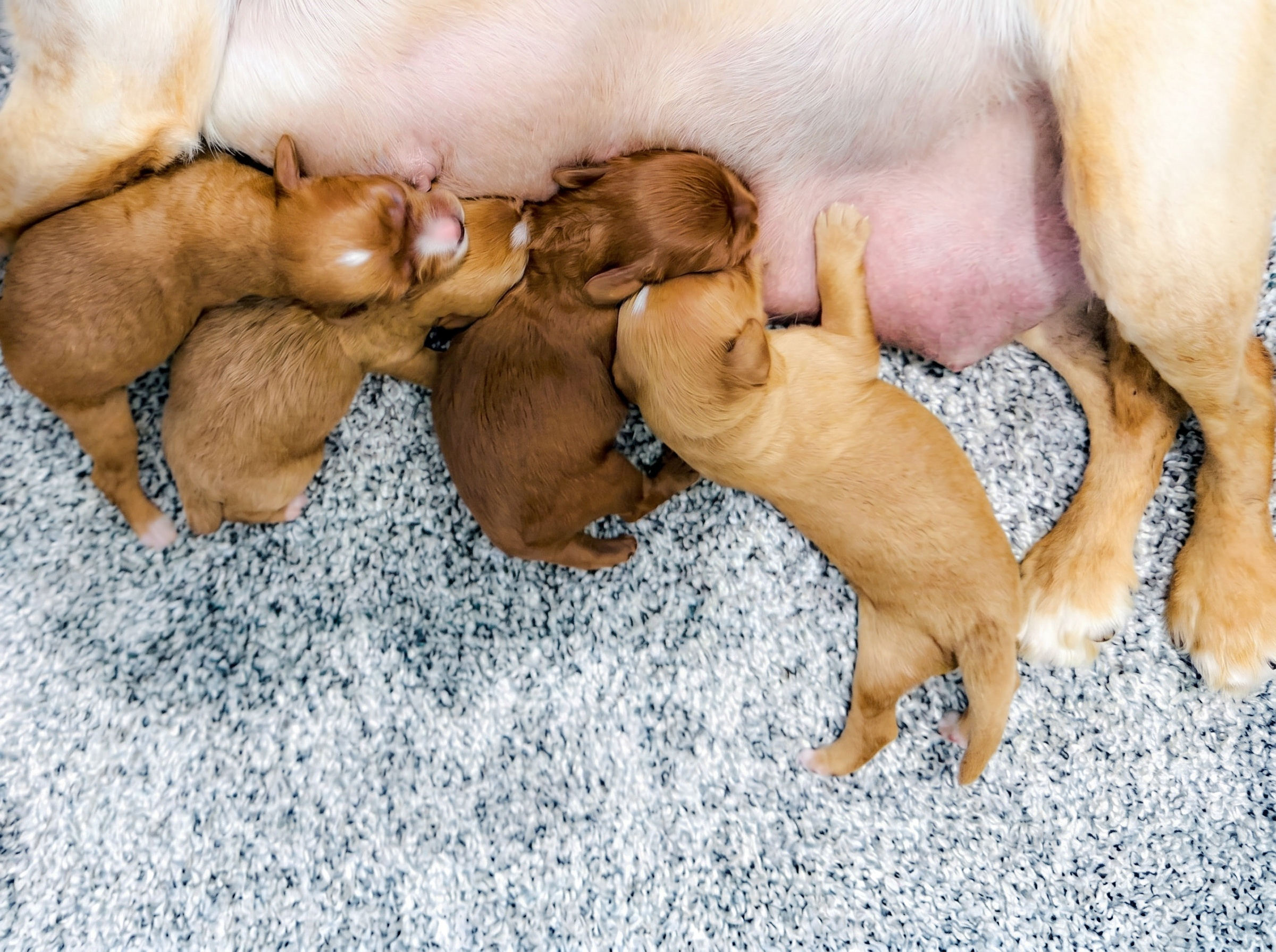 Neonatal puppies with mother during the first two weeks