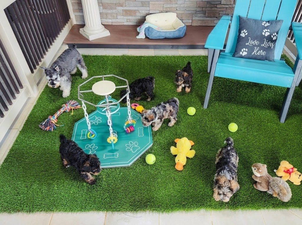 Puppy at five to six weeks engaging with a person individually