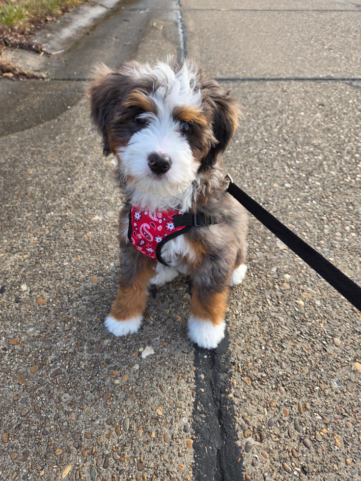 Happy, healthy Florida Fur Babies puppy