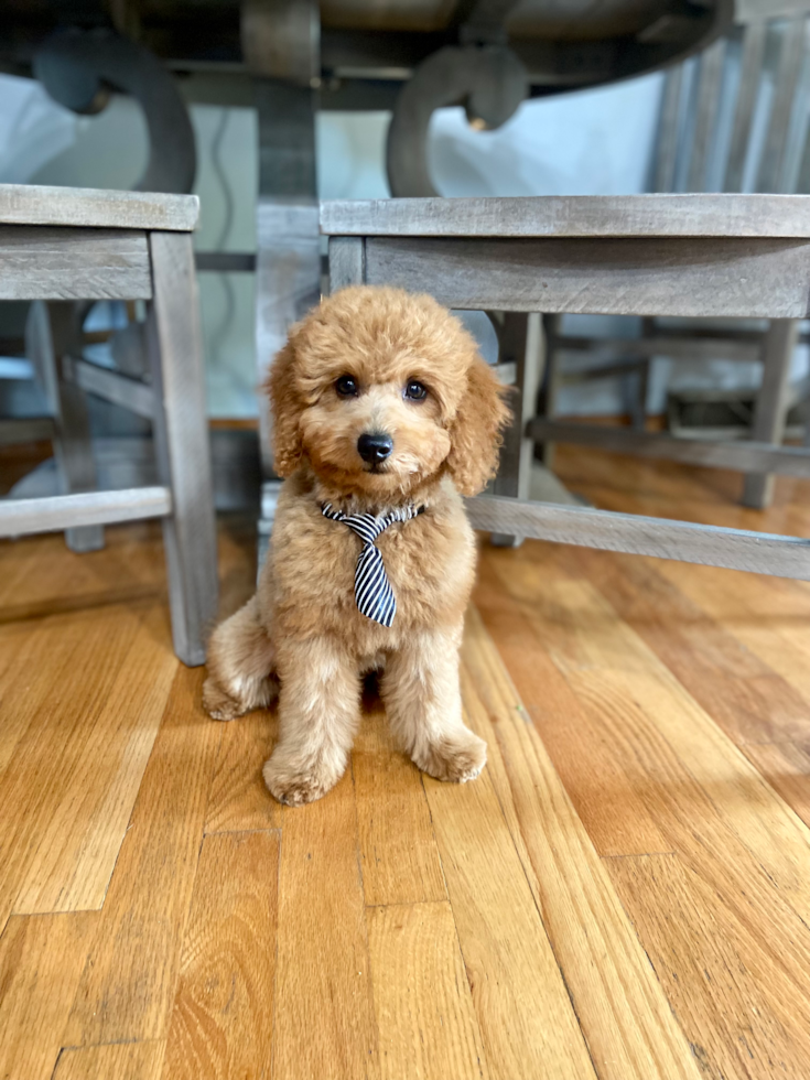Happy, healthy Florida Fur Babies puppy