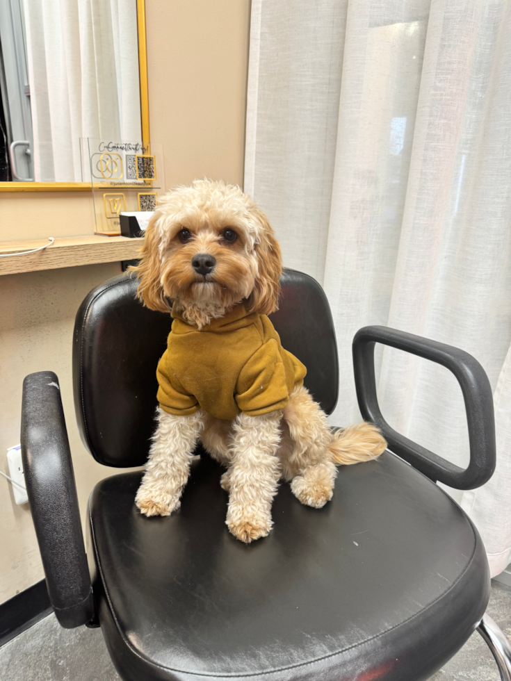 Happy, healthy Florida Fur Babies puppy