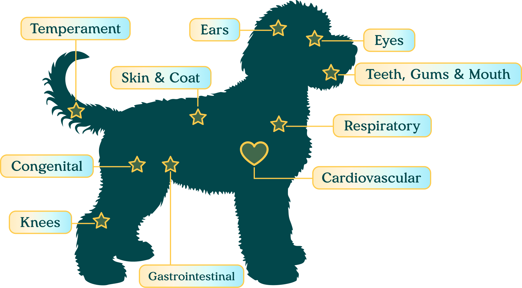 Diagram of the 12-point nose-to-tail veterinary examination areas on a puppy