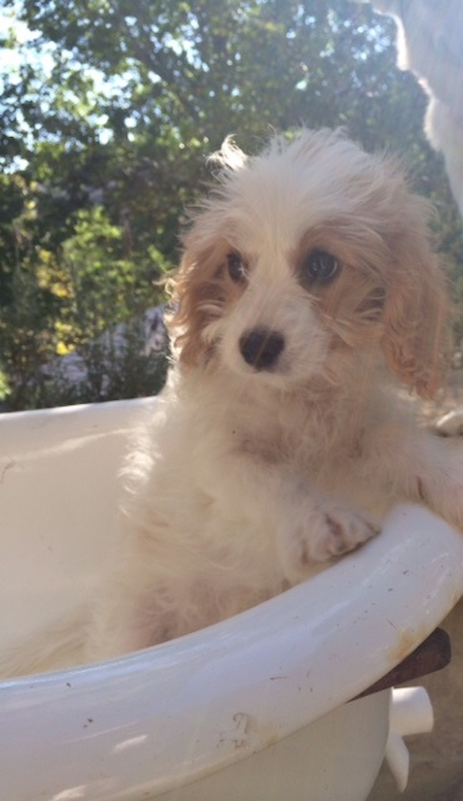 Oliver - King Charles Spaniel Puppy For Sale - Florida Fur Babies