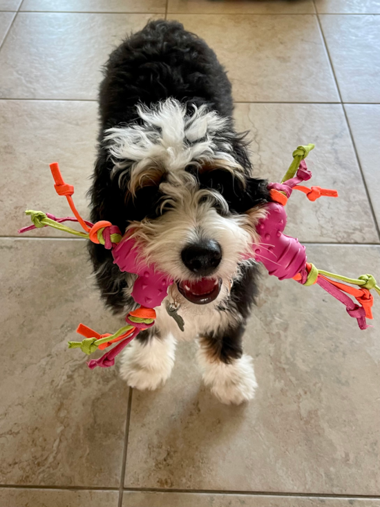 Mini Bernedoodle