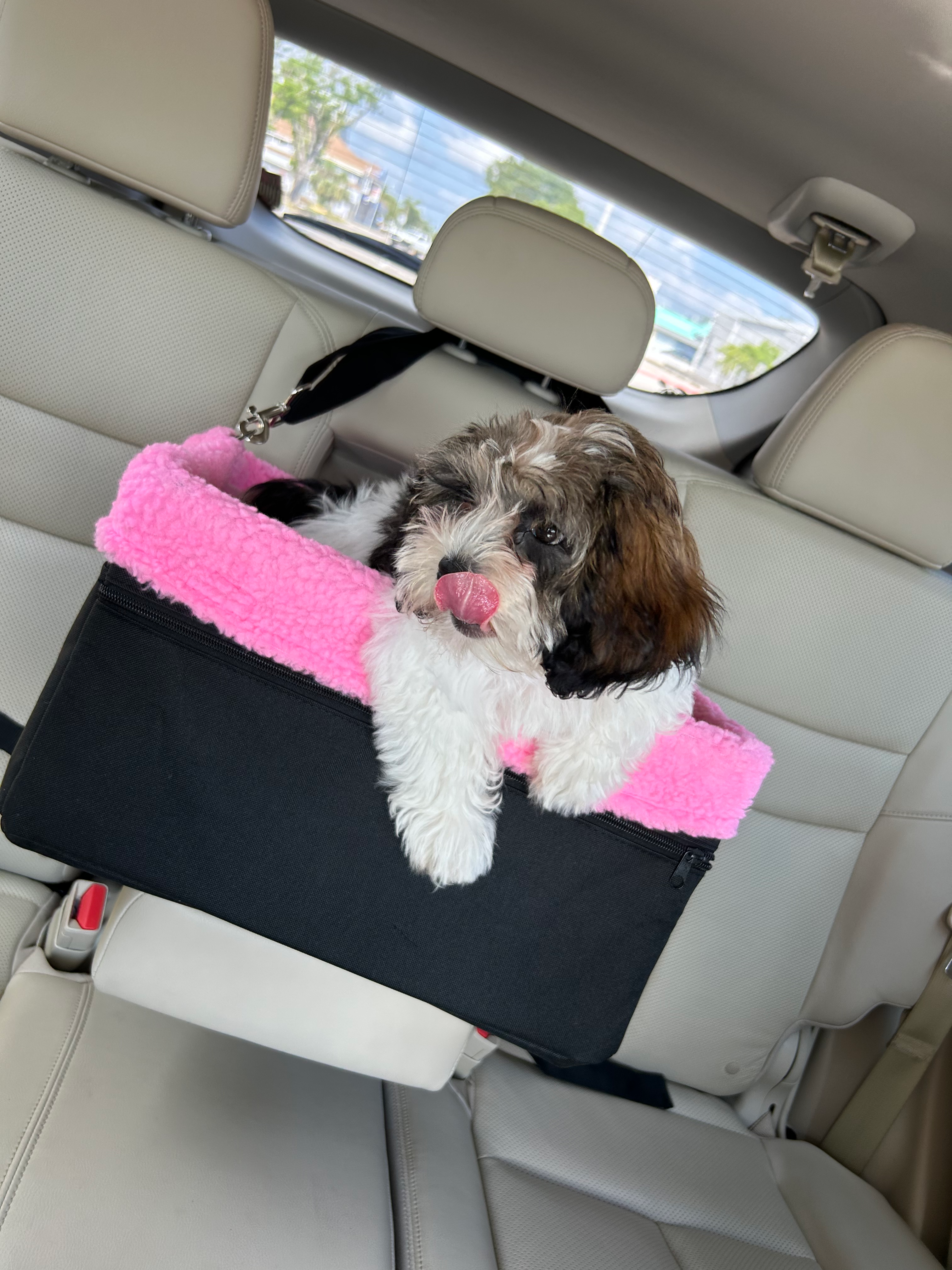 Happy Shih Poo Baby