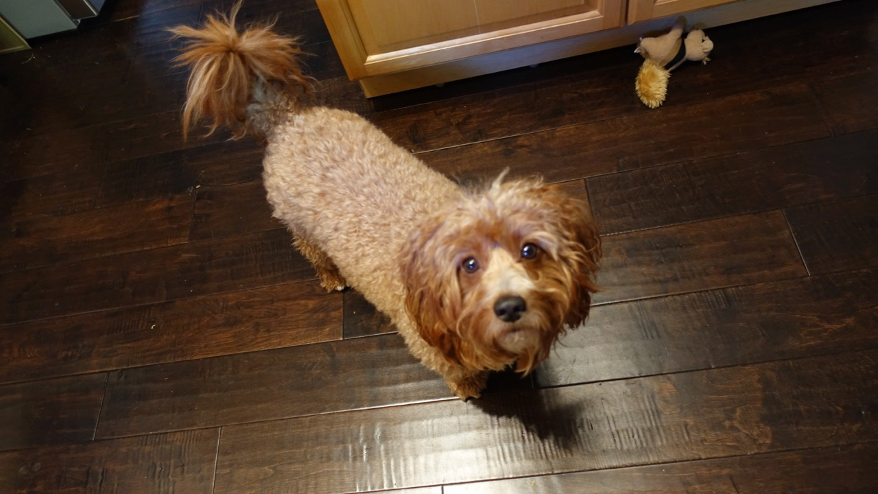 Cute Cavapoo Baby