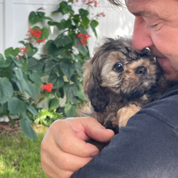 Myles , a Mini Bernedoodle puppy from Largo, FL Myles , a Mini Bernedoodle puppy from Largo, FL