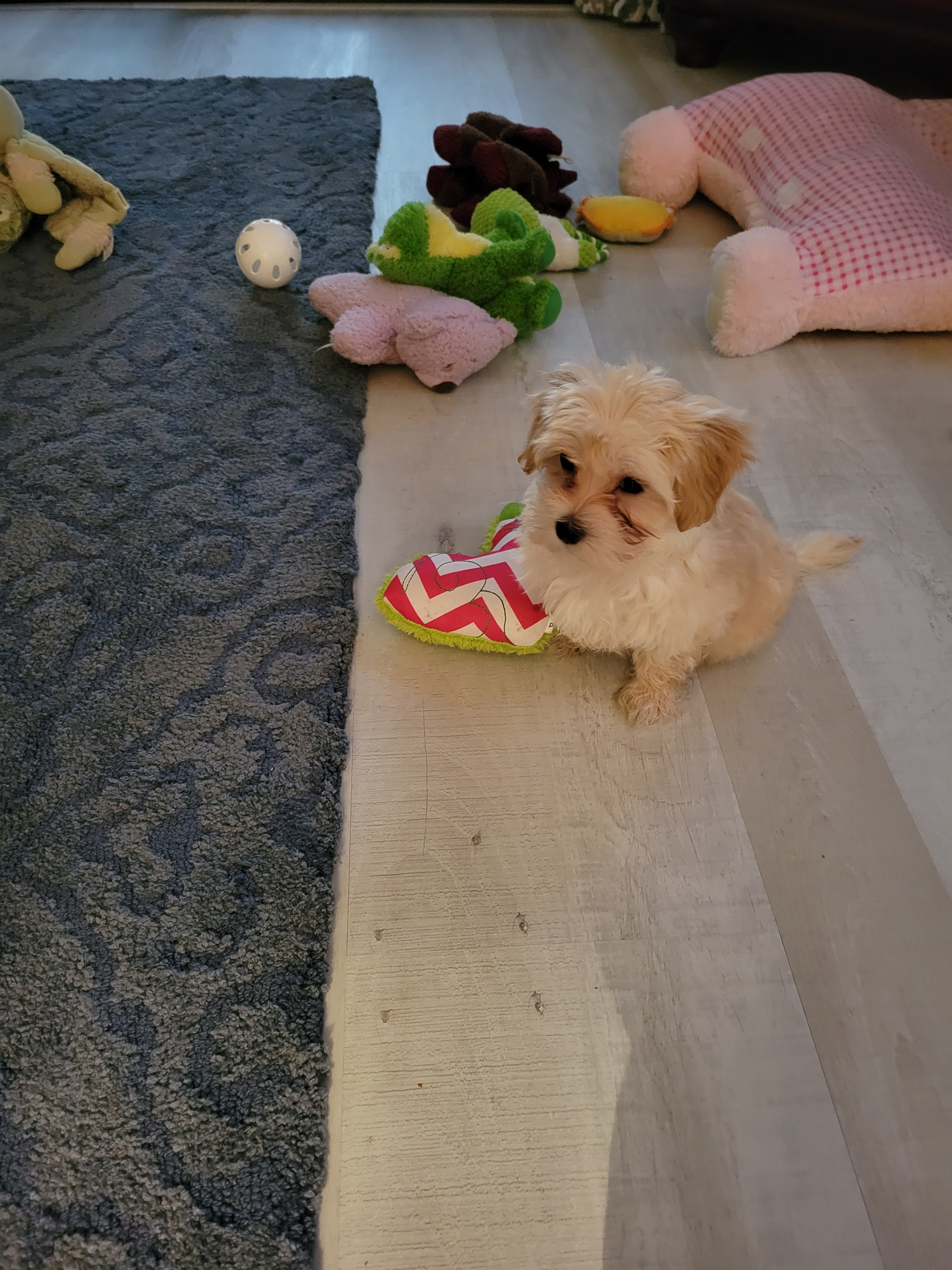 Maltipoo Pup Being Cute