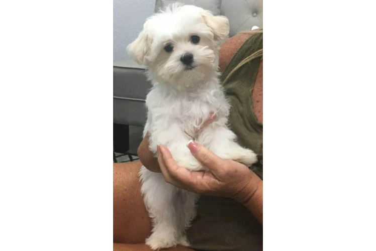 Meet Tucker - our Cavachon Puppy Photo 1/8 - Florida Fur Babies
