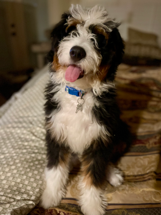 Mini Bernedoodle