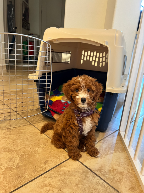 Mini Goldendoodle