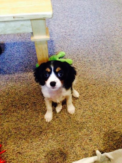 Cute Cavalier King Charles Spaniel Baby