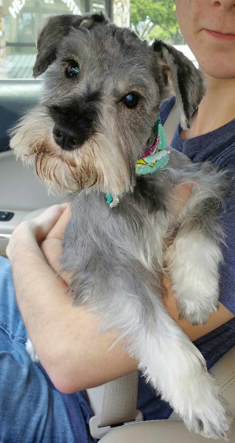 Morkie Puppy for Adoption