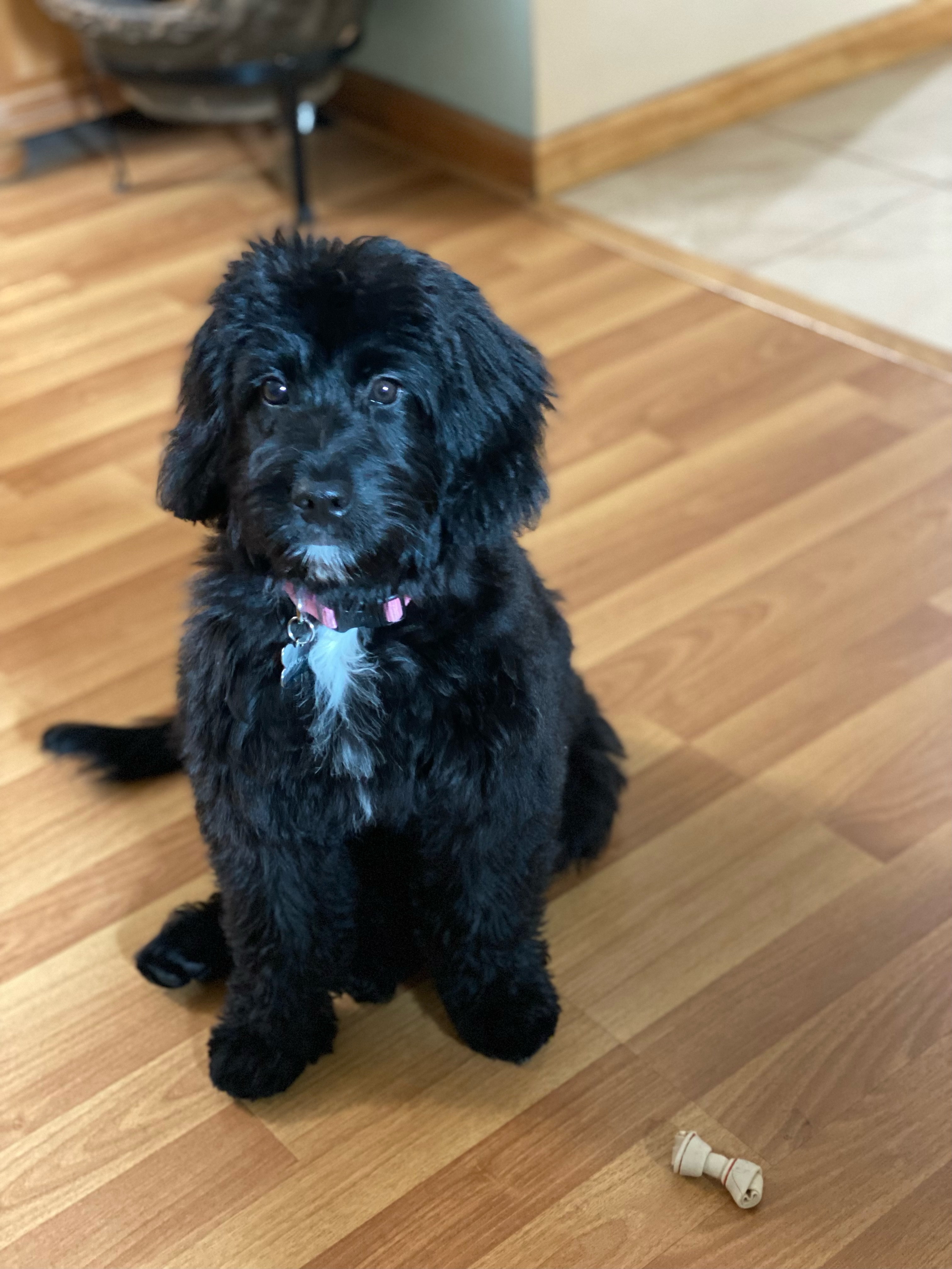 Cute Bernadoodle Poodle Mix Puppy