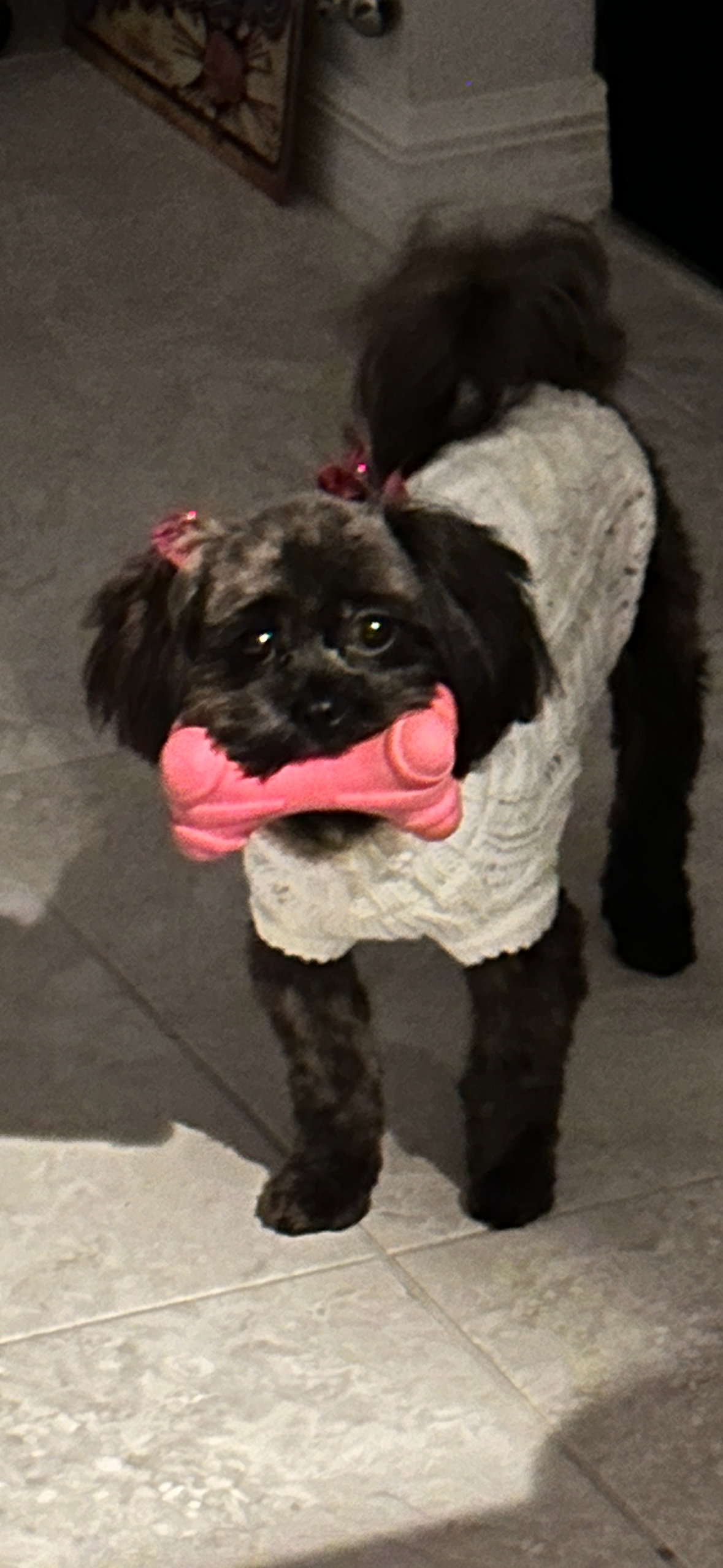 Best Shih Poo Baby