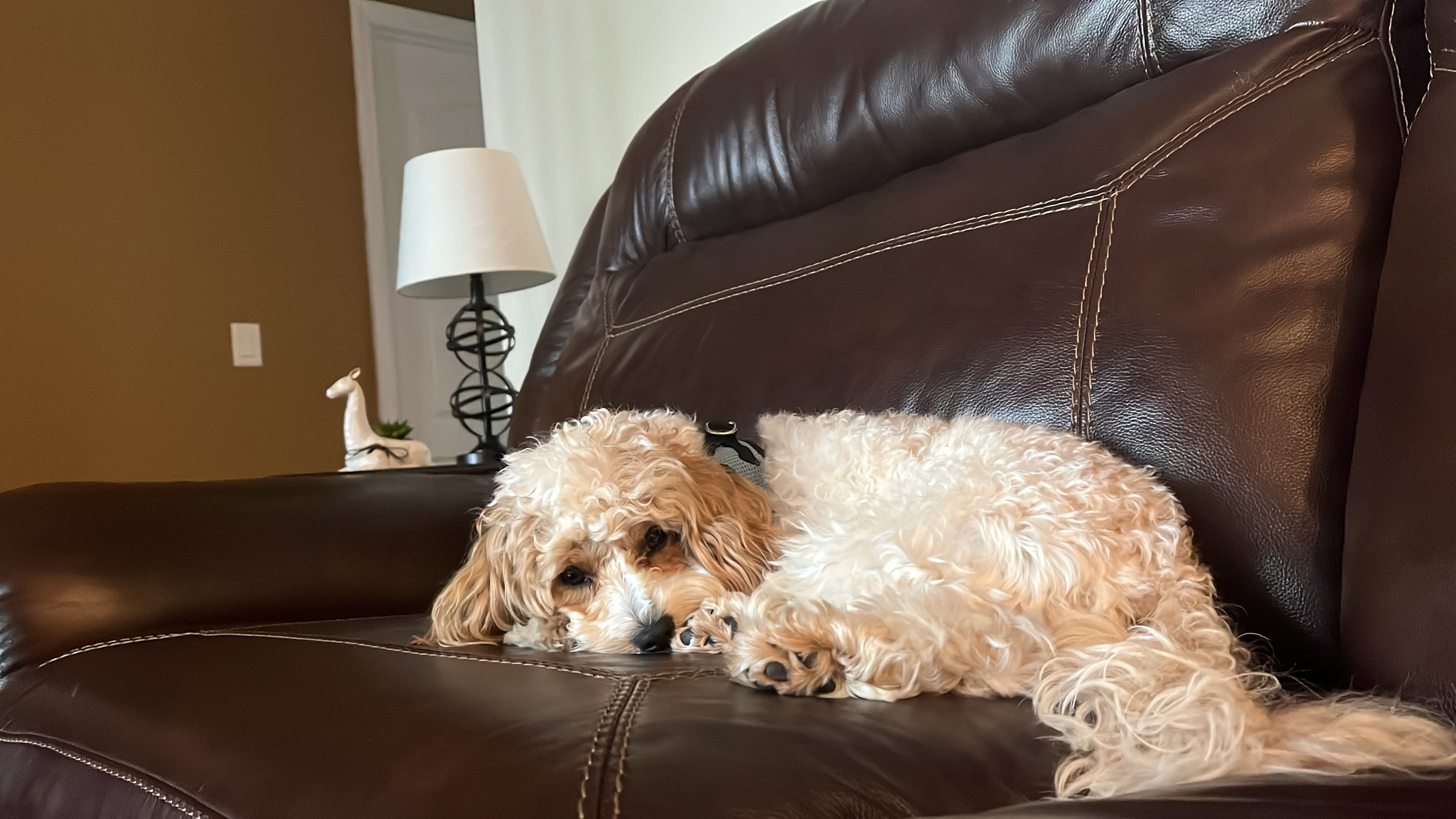 Best Maltipoo Baby