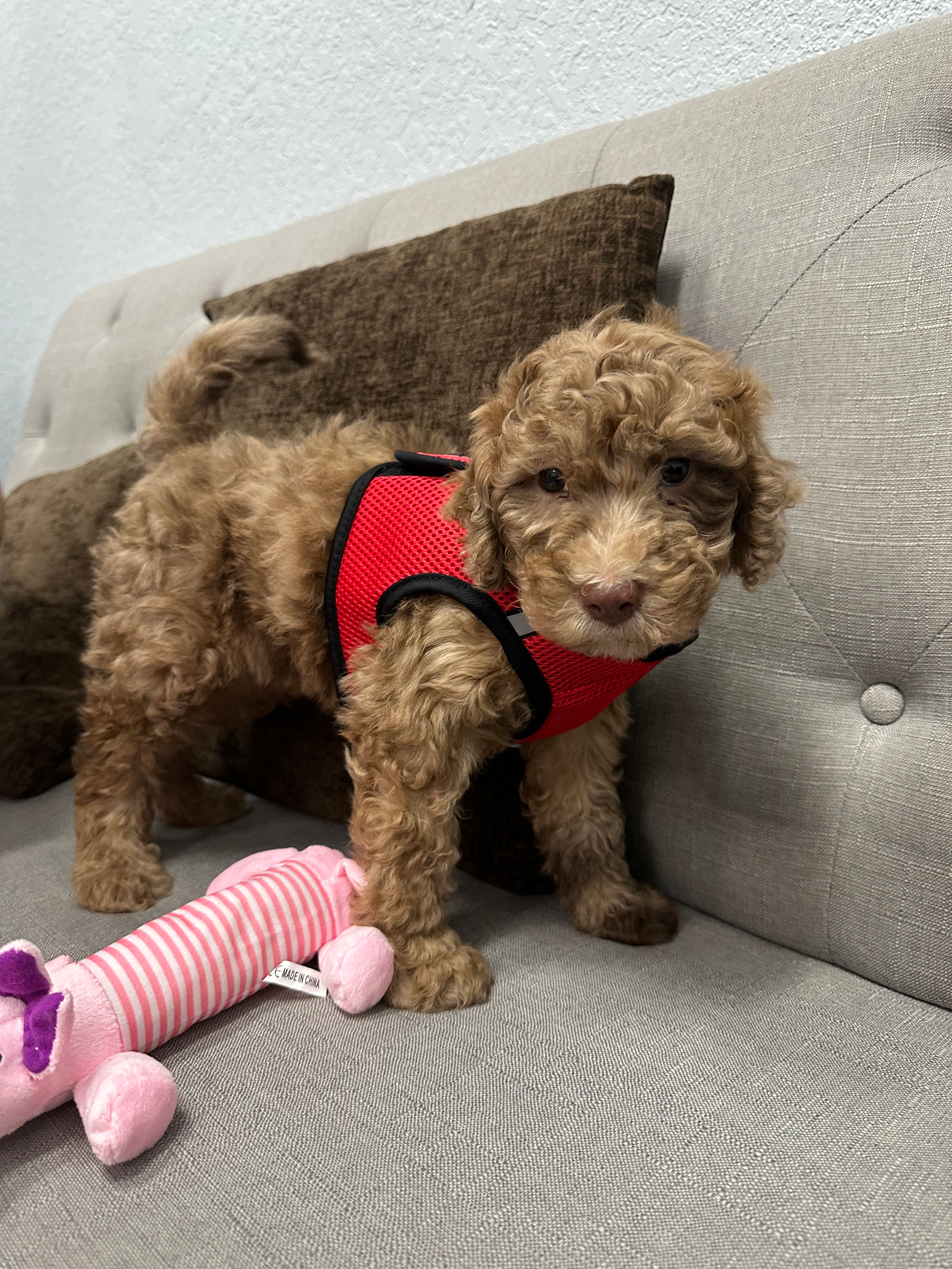 Hypoallergenic Golden Retriever Poodle Mix Puppy
