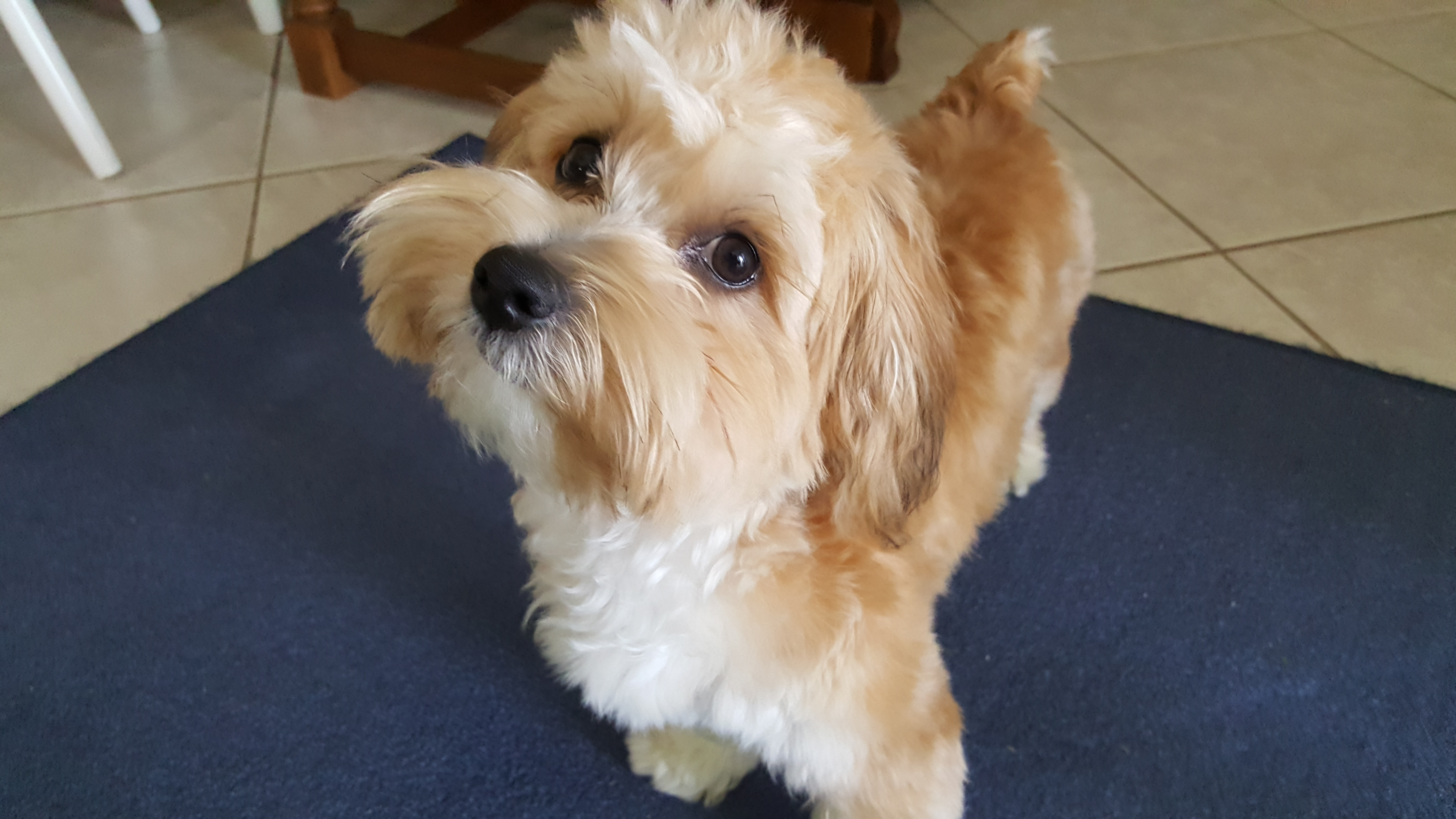 Morkie Puppy for Adoption