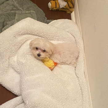Myles , a Mini Bernedoodle puppy from Seffner, Florida Myles , a Mini Bernedoodle puppy from Seffner, Florida