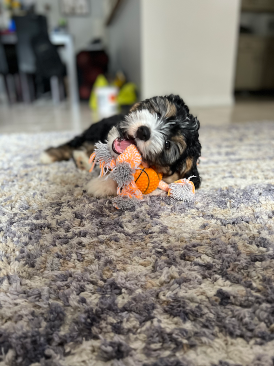 Mini Bernedoodle
