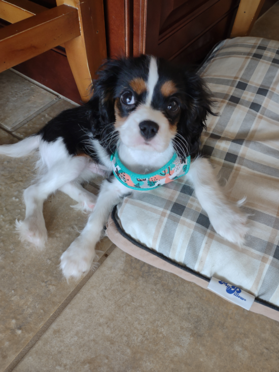 Cavalier King Charles Spaniel