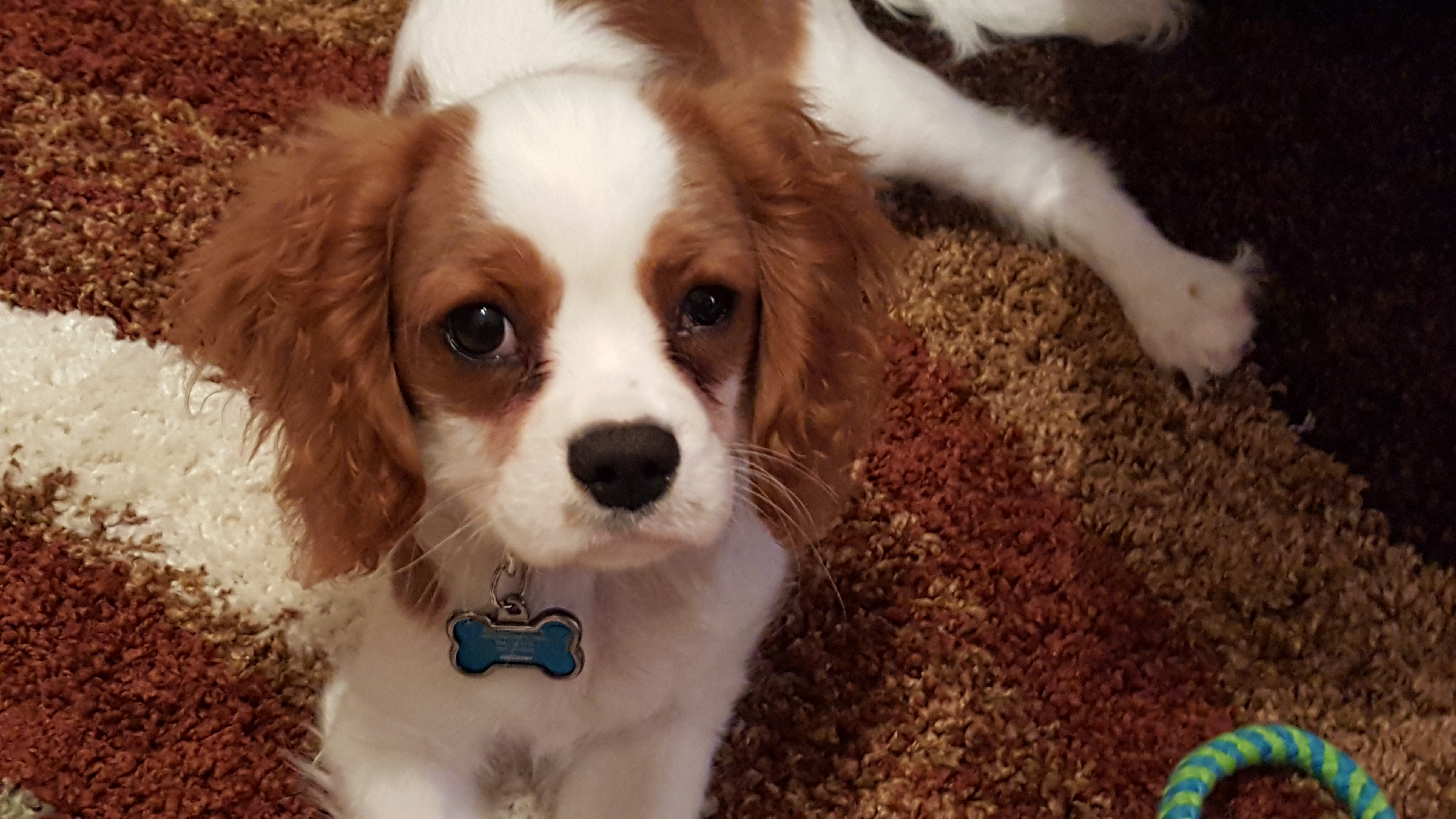 Cute Cavalier King Charles Spaniel Purebred Pup