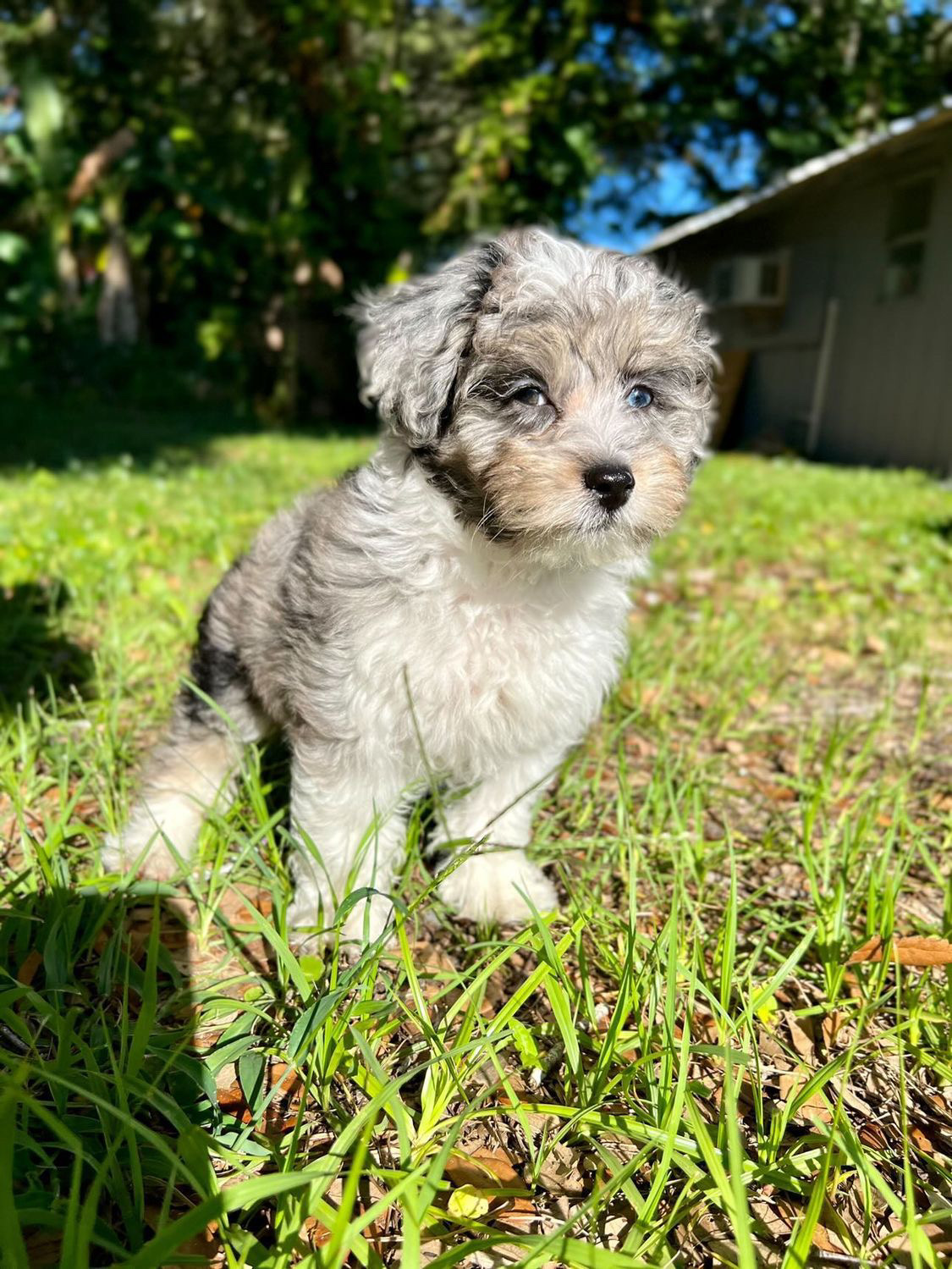 Cute Mini Aussiedoodle Baby