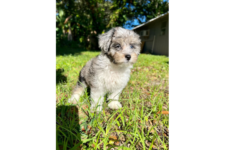 Meet Levi - our Mini Aussiedoodle Puppy Photo 1/3 - Florida Fur Babies