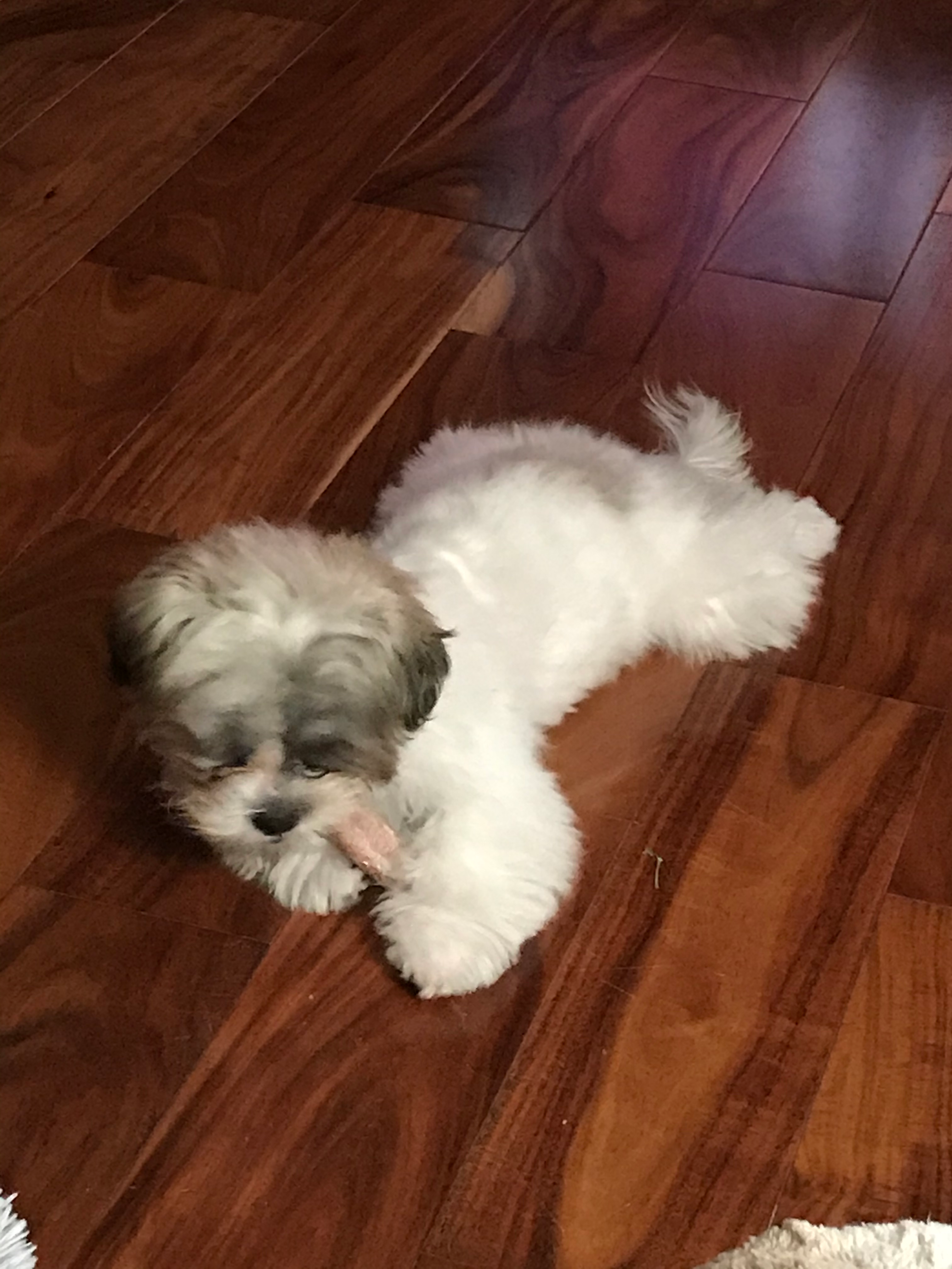 Teddy Bear Puppy for Adoption