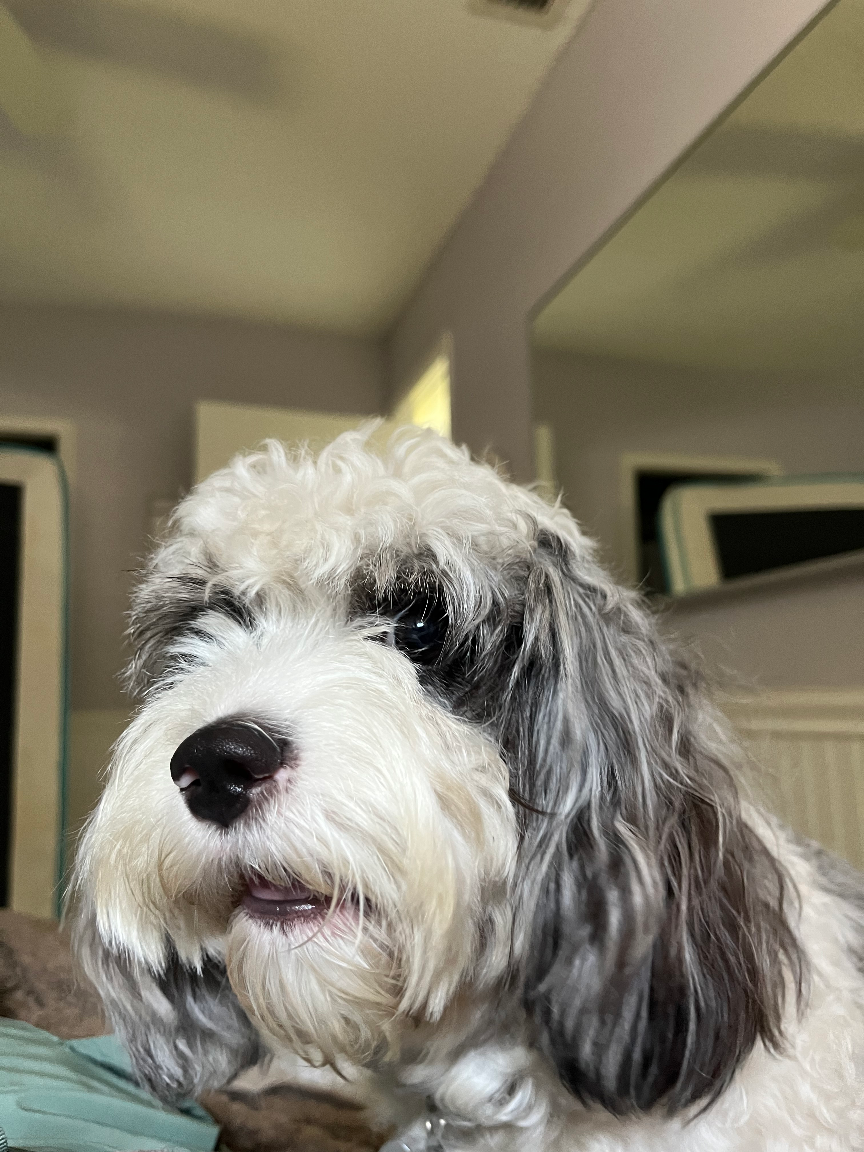 Adorable Cavoodle Poodle Mix Puppy