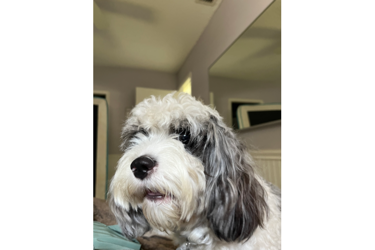 Adorable Cavoodle Poodle Mix Puppy