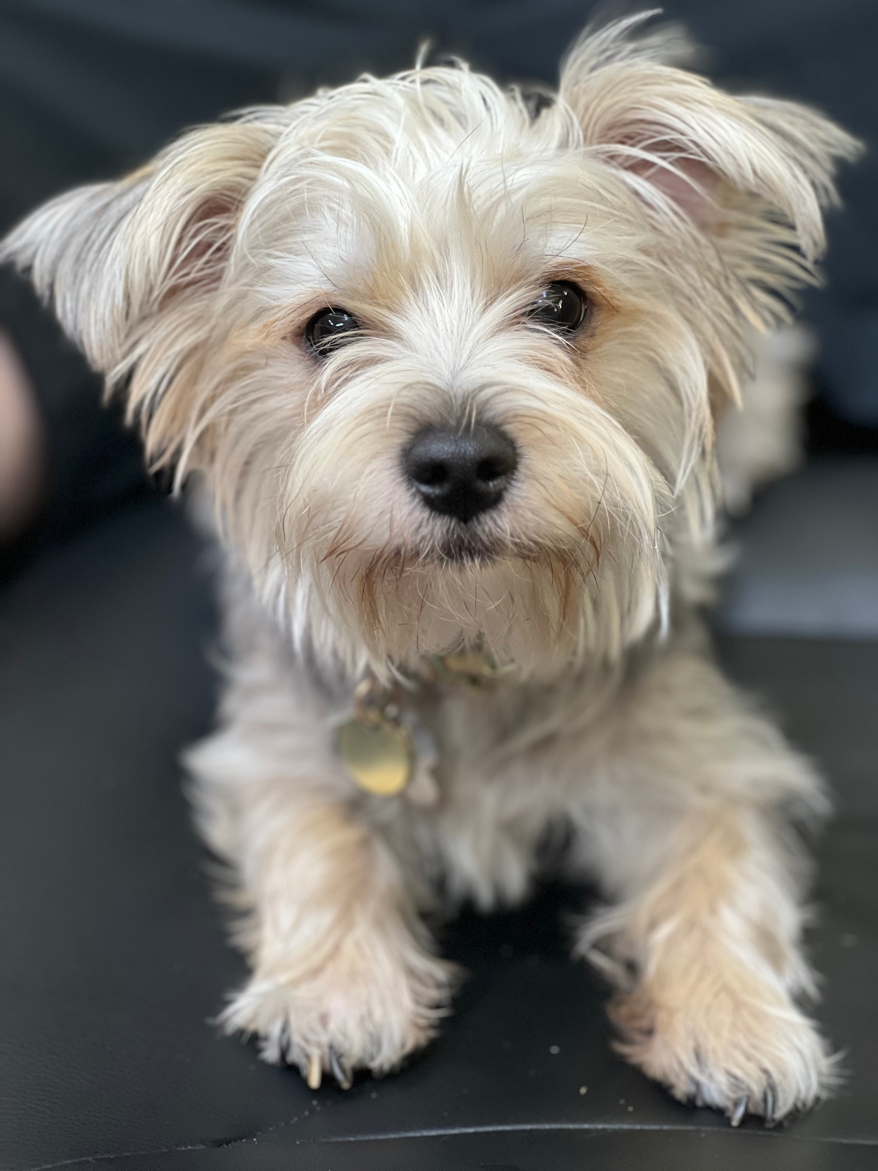 Cute Morkie Designer Pup