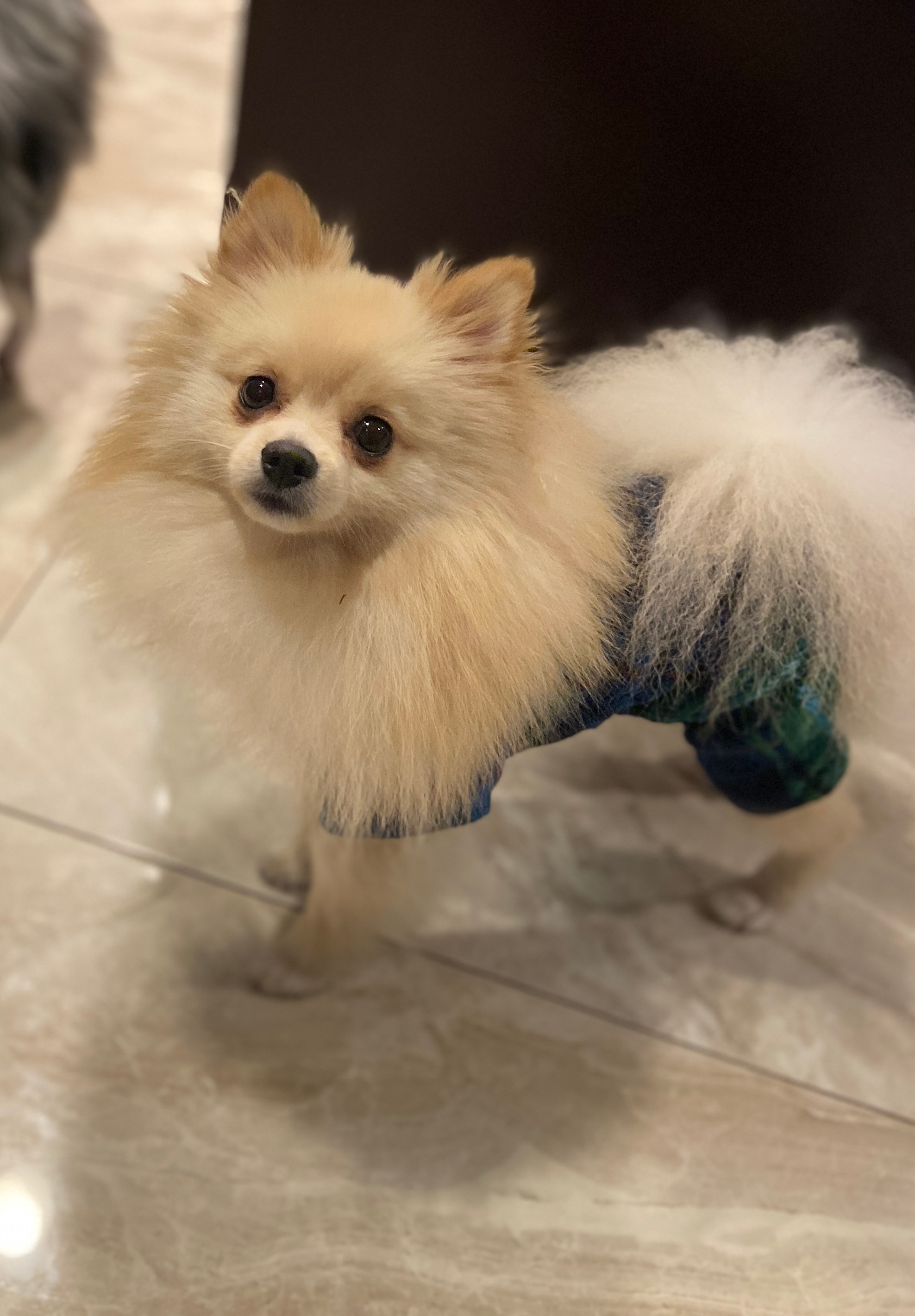 Cute Pomeranian Purebred Pup