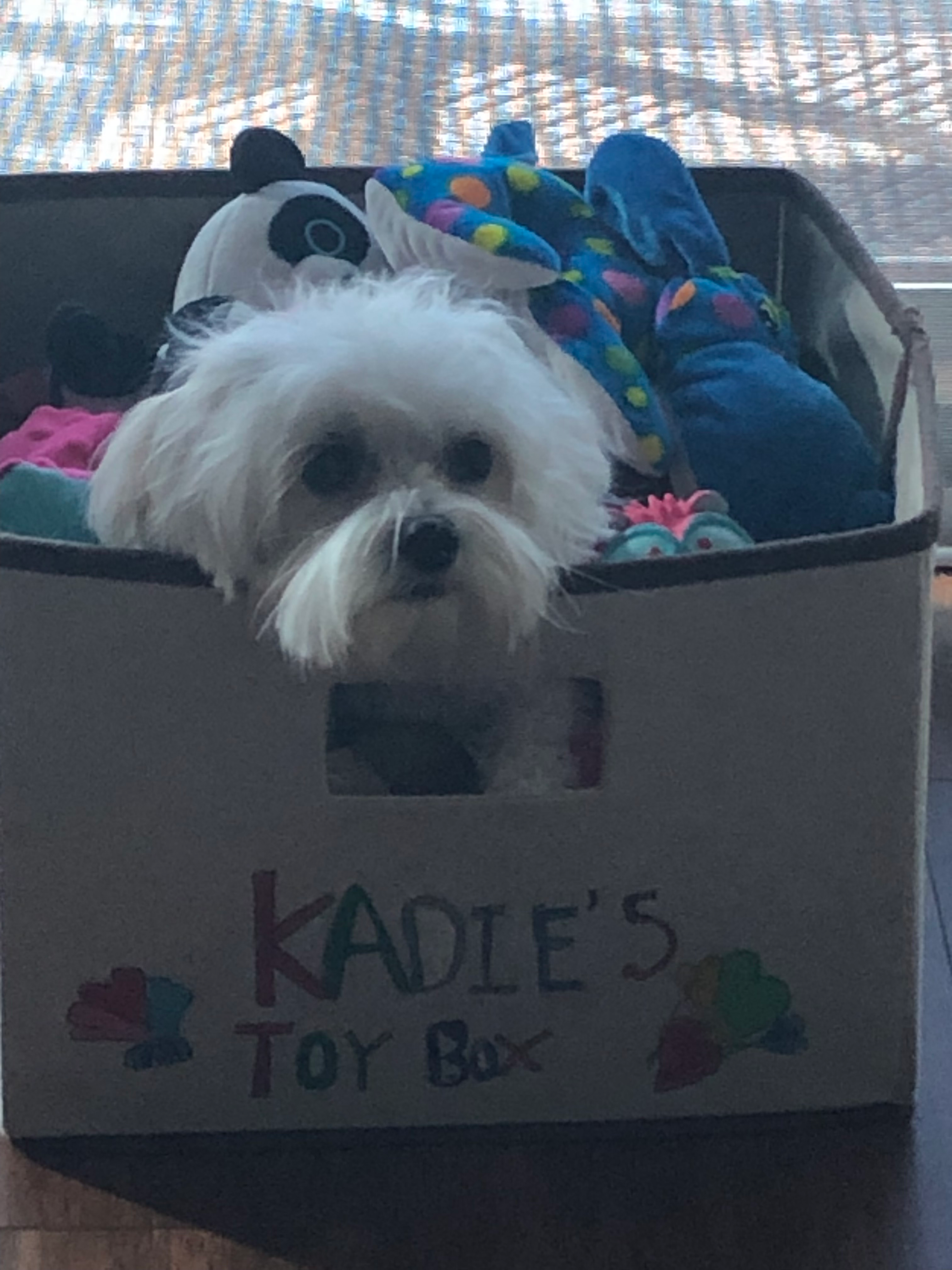Maltipoo Puppy for Adoption