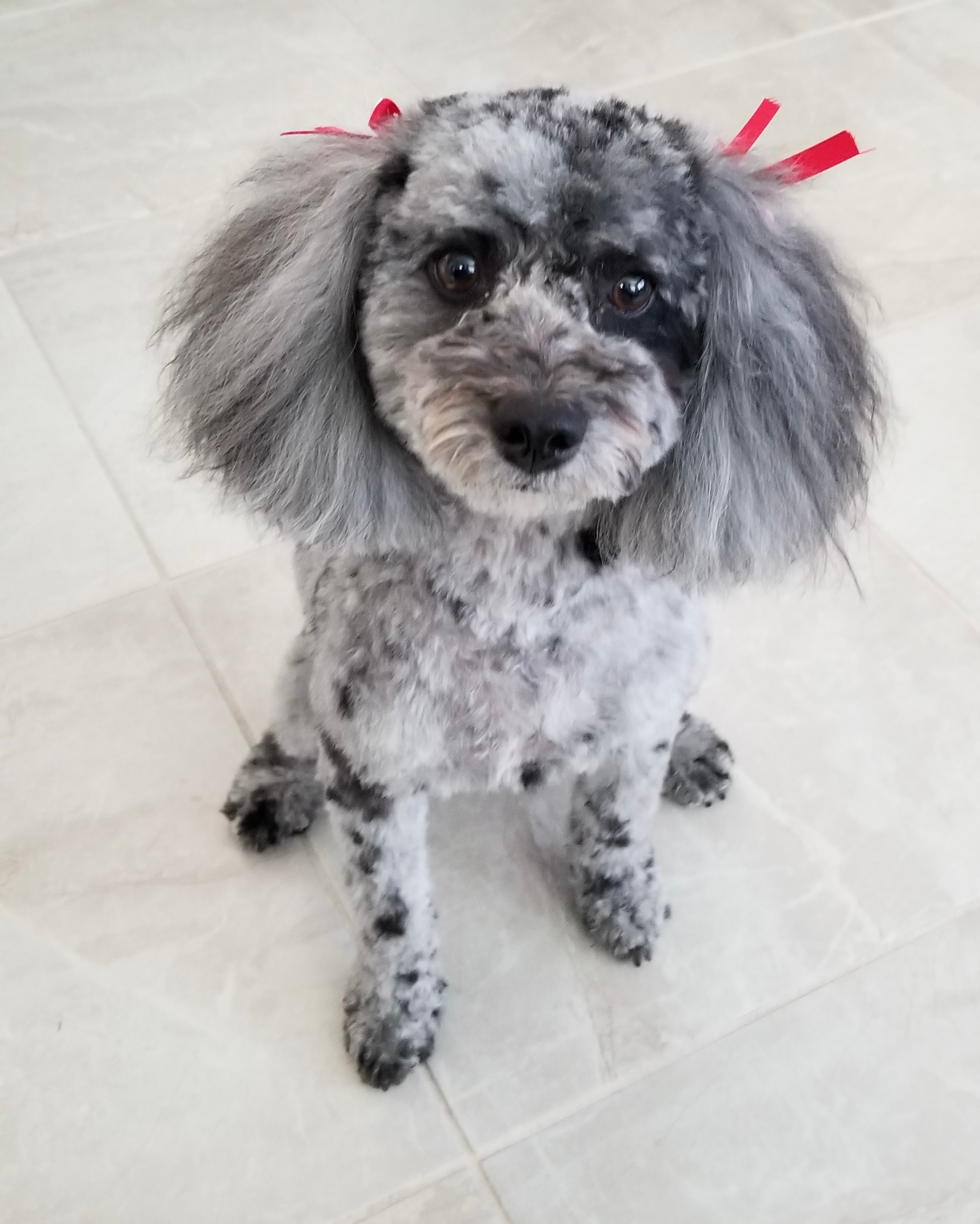 Cockapoo Pup Being Cute