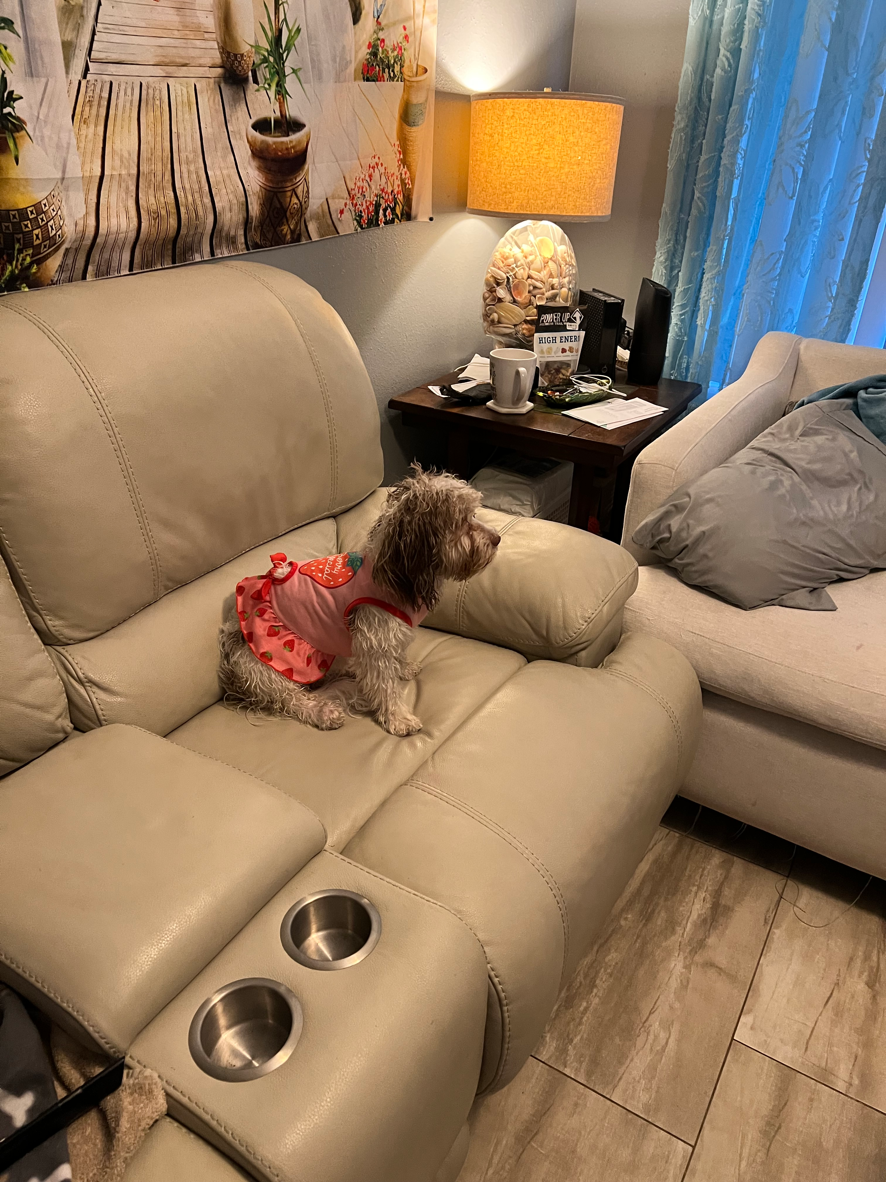 Best Shih Poo Baby