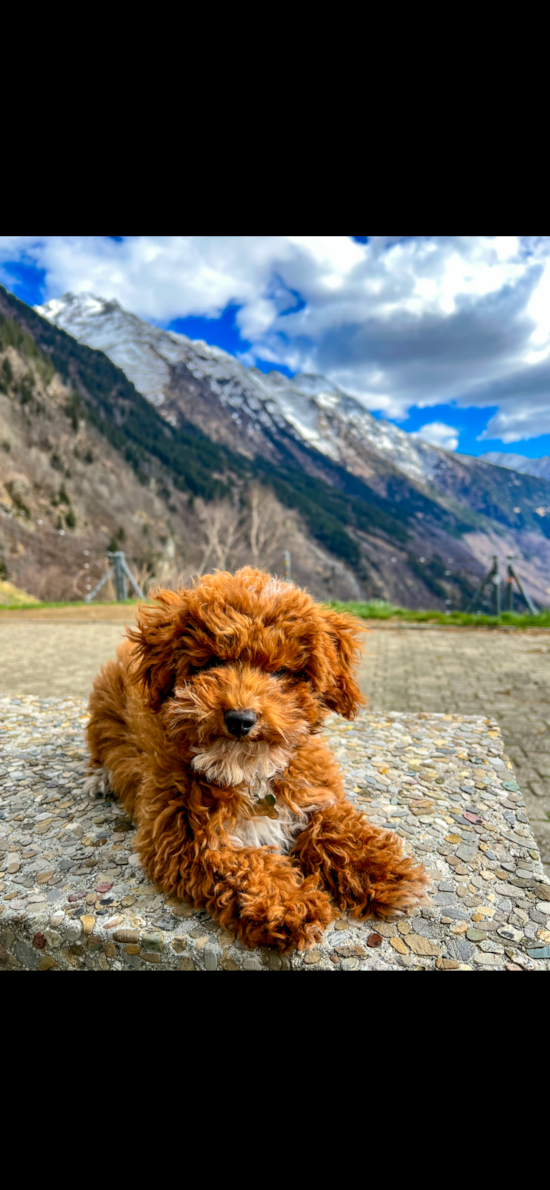 Poodle