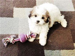 Cute Shorkie Designer Puppy
