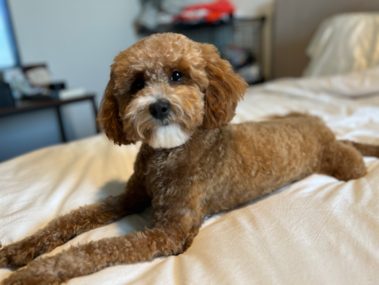 Cavapoo