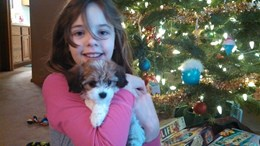 Cavapoo Puppy for Adoption