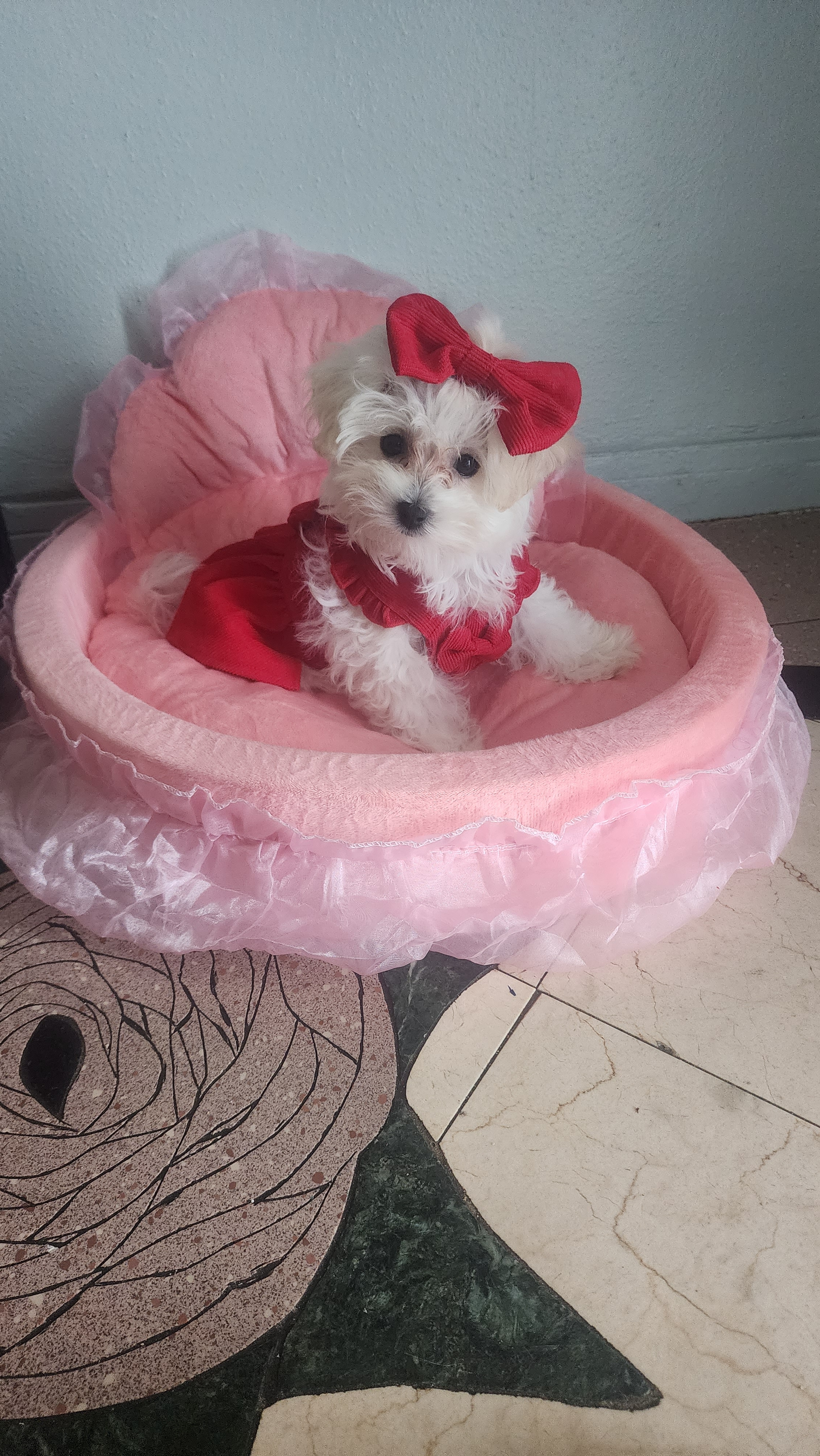 Funny Poochon Poodle Mix Pup
