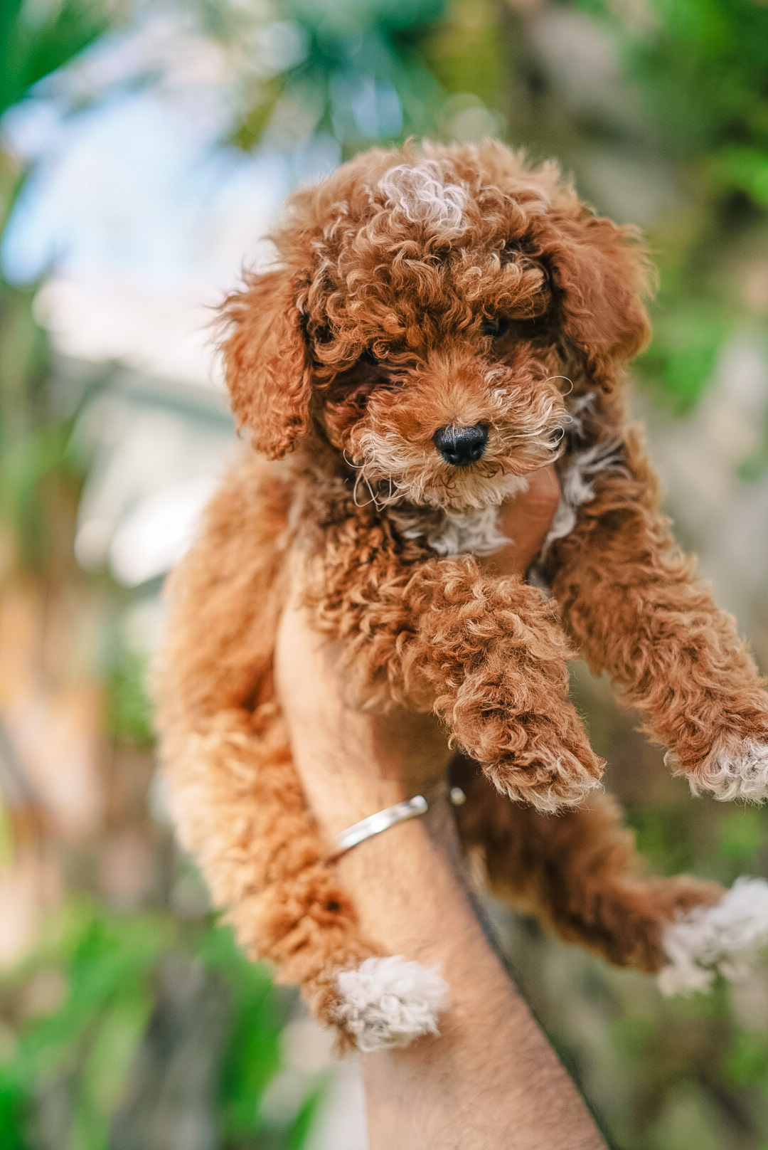 Cute Pudle Purebred Puppy