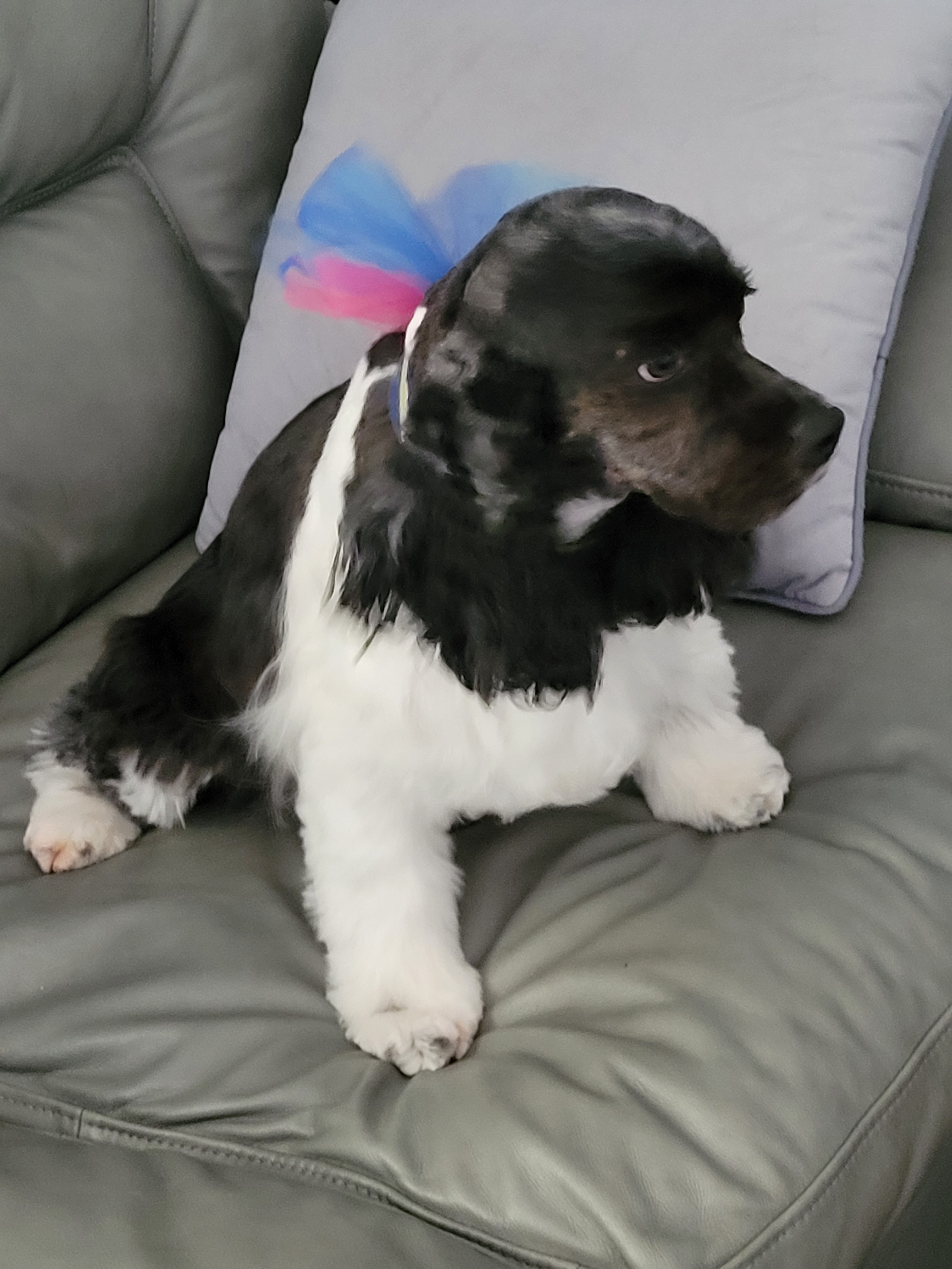 Cute Cocker Spaniel Purebred Puppy