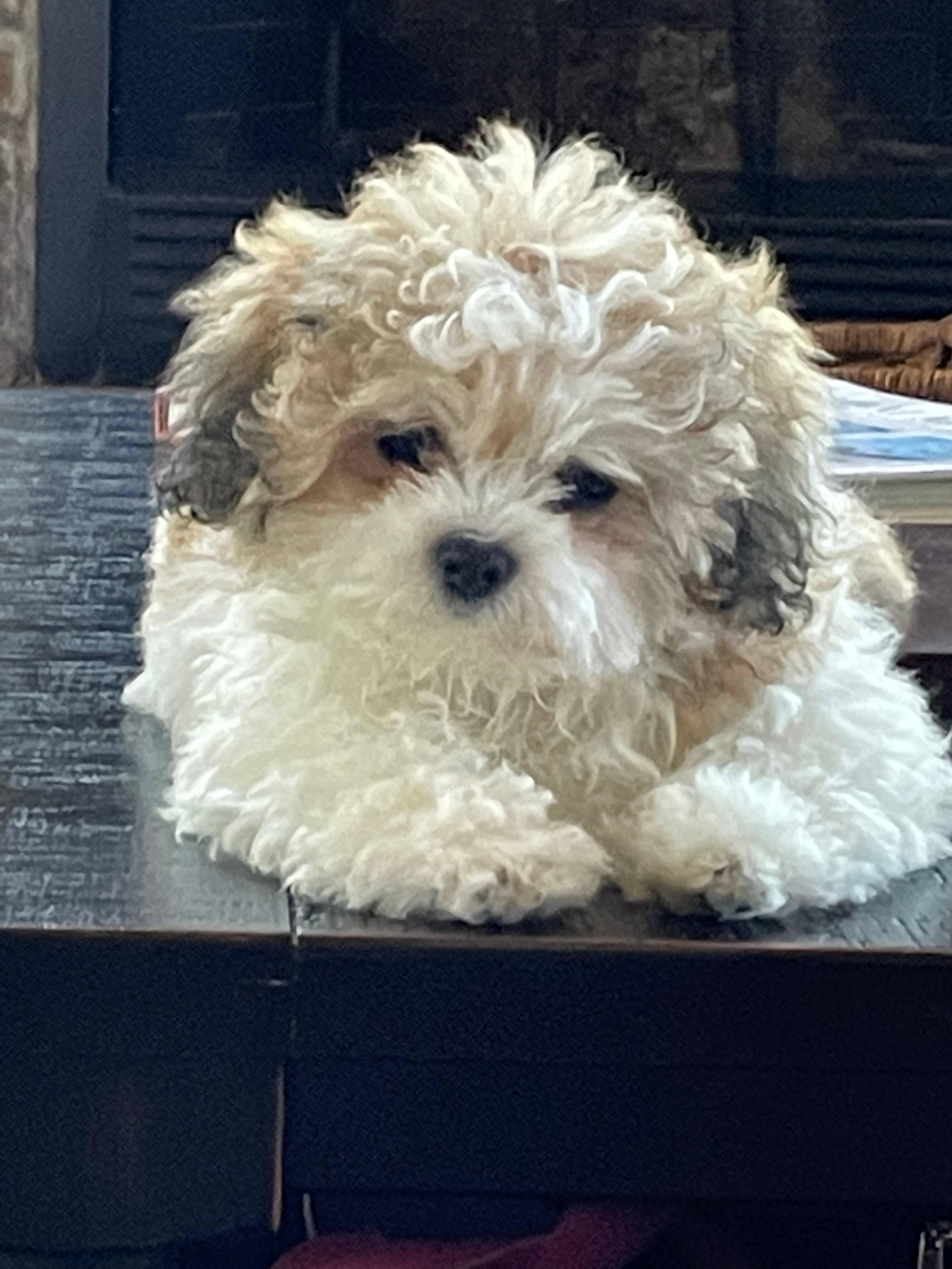 Best Teddy Bear Baby