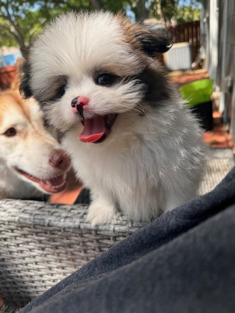 Shih Pom Puppy for Adoption